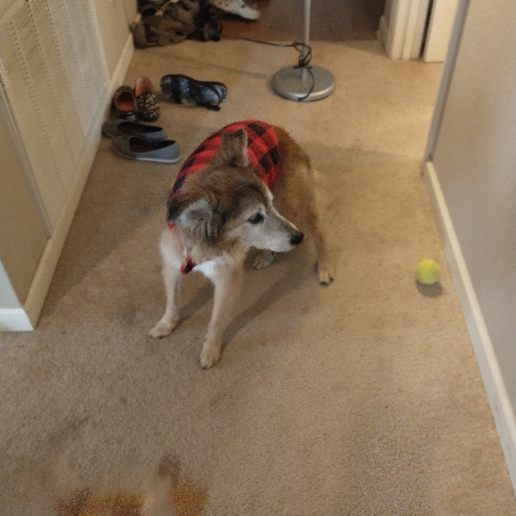 Reversible quilted dog jacket - Picture 5 of 7